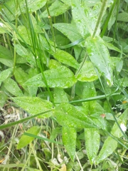 Cerastium pauciflorum