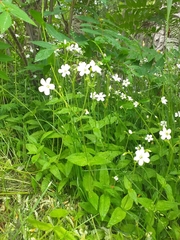Cerastium pauciflorum