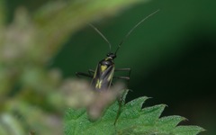 Grypocoris stysi