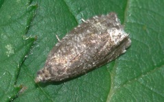 Syricoris lacunana