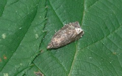Syricoris lacunana