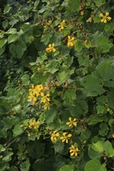Erinocarpus nimmonii