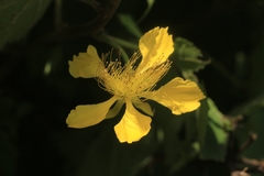 Erinocarpus nimmonii