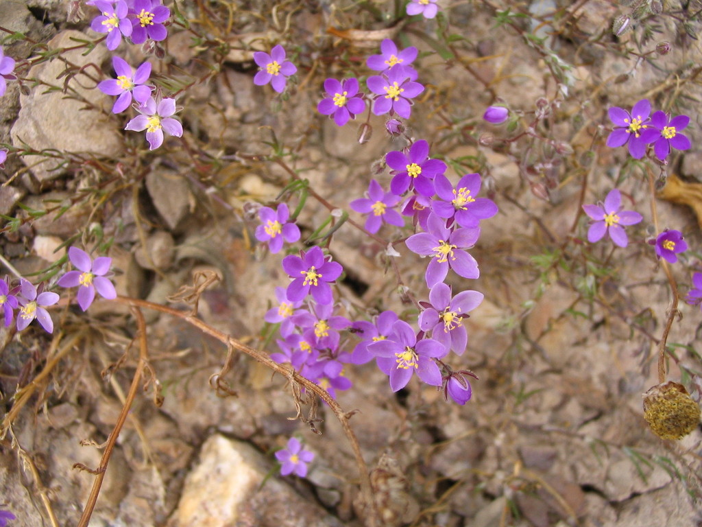 Purple Spurrey
