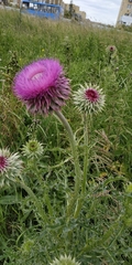 Carduus nutans leiophyllus