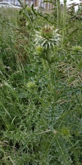 Carduus nutans leiophyllus