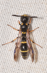 Symmorphus canadensis