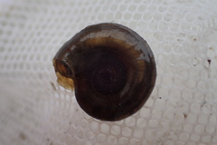 Planorbis carinatus