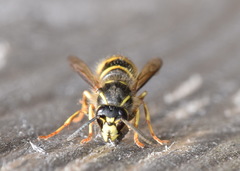 Dolichovespula saxonica