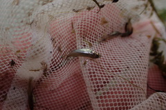 Leucaspius delineatus