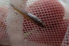 Leucaspius delineatus