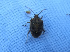 Oncocoris apicalis
