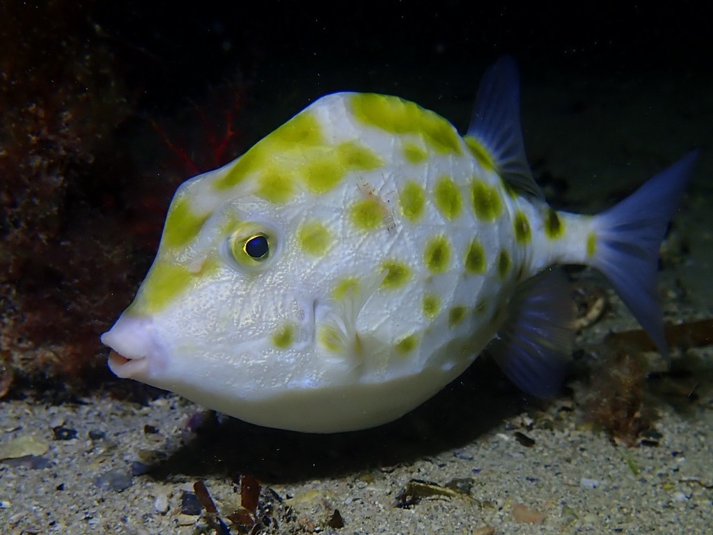 Blue Boxfish