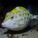 Western Smooth Boxfish - Photo (c) J. Martin Crossley, some rights reserved (CC BY-NC-SA), uploaded by J. Martin Crossley