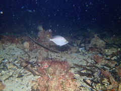 Parequula melbournensis