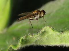 Chrysopilus splendidus