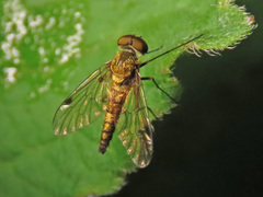Chrysopilus splendidus