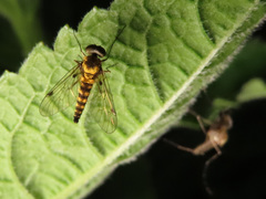 Chrysopilus splendidus