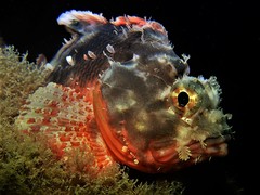 Scorpaena sumptuosa