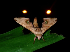 Daphnusa ocellaris
