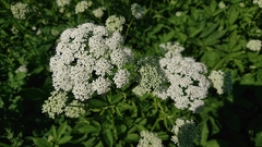 Aegopodium podagraria