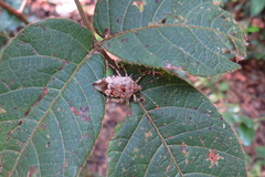 Eocanthecona furcellata