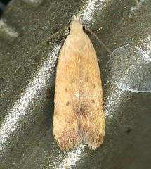 Anacampsis fullonella