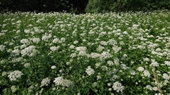 Aegopodium podagraria