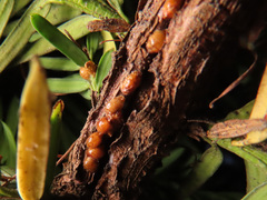 Parthenolecanium pomeranicum