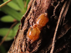 Parthenolecanium pomeranicum