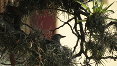 Tyrannus melancholicus