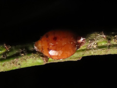 Parthenolecanium pomeranicum