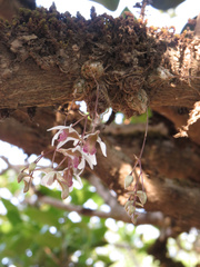 Dendrobium turbinatum