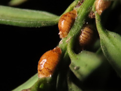 Parthenolecanium pomeranicum