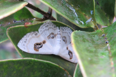 Problepsis deliaria