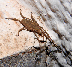 Trogulidae