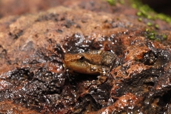 Micrixalus uttaraghati