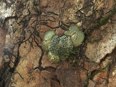 Porpax reticulata