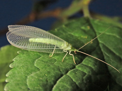 Nineta vittata