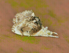 Lipocosma septa