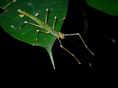 Paradiacantha acanthocephala