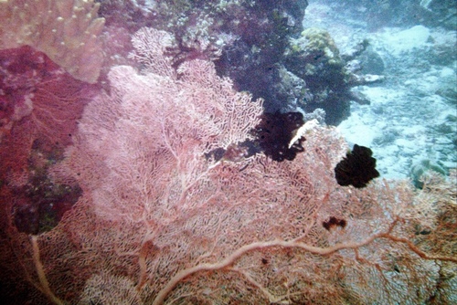 Soft coral