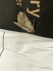 Hyperstrotia pervertens