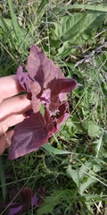 Atriplex hortensis