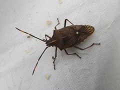 Omyta centrolineata siccior