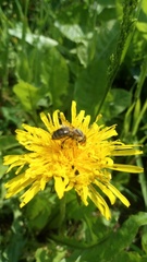 Apis mellifera