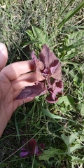 Atriplex hortensis