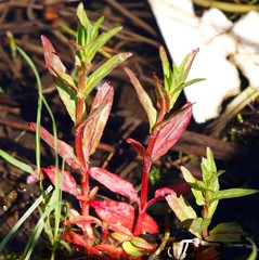 Epilobium glandulosum