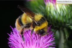 Bombus ganjsuensis