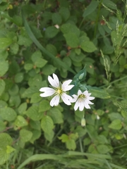Cerastium davuricum
